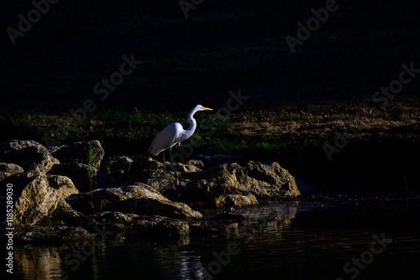 Obraz Last light on an egret 