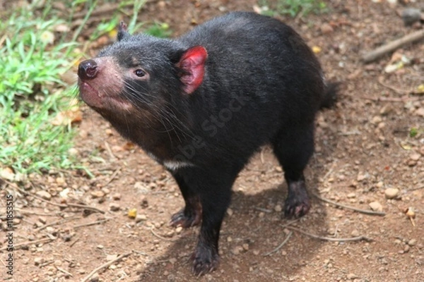 Fototapeta Tasmanian Devil - Australian Marsupial