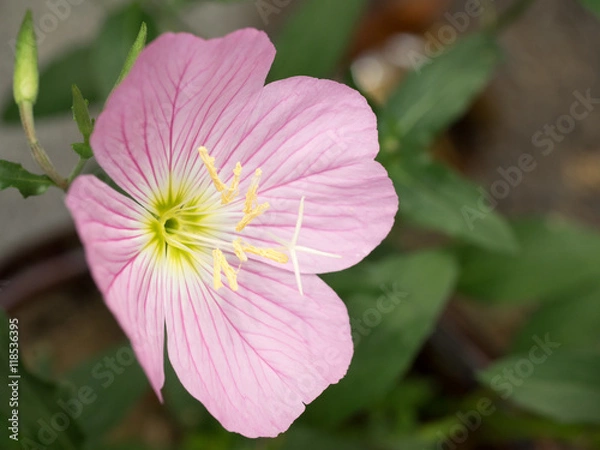 Obraz evening primrose