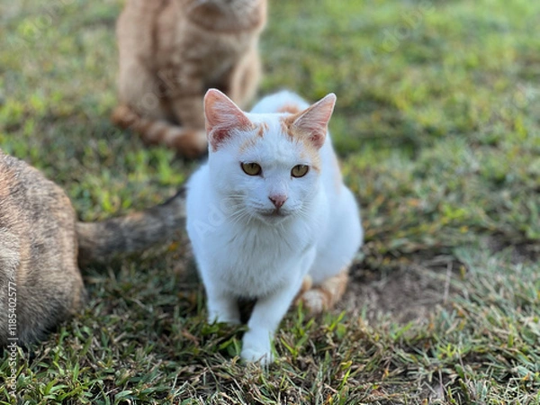 Obraz 먹을것을  바라보고있는 흰색과 노란색의  고양이