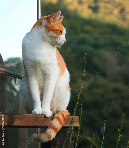 Obraz 나무 위에 앉아서 옆을 바라보고 있는 고양이