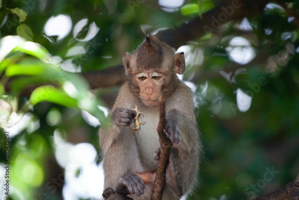 Fototapeta 可愛いサル