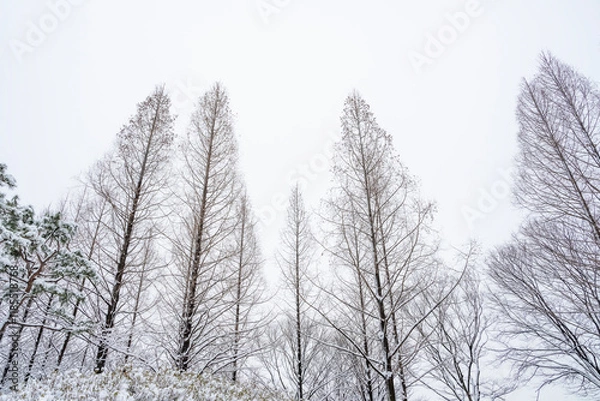 Obraz 하얗게 눈이 내린 겨울 풍경