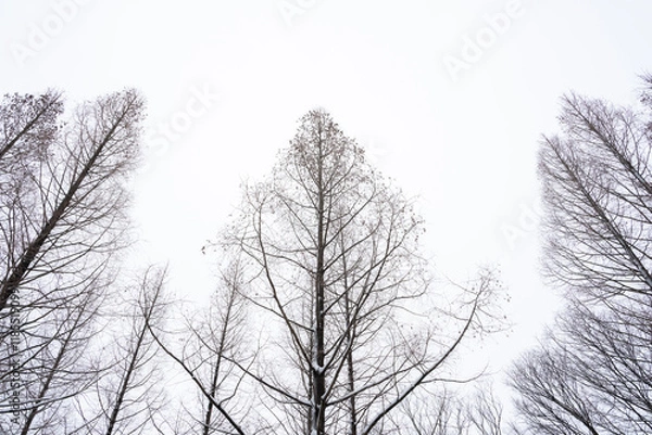 Obraz 하얗게 눈이 내린 겨울 풍경