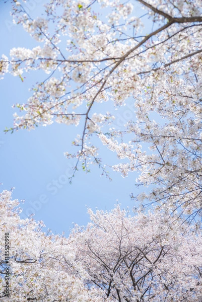 Obraz 아름답게 핀 벚꽃 나무