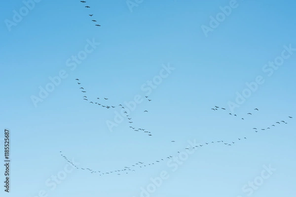 Obraz 철새의 이동