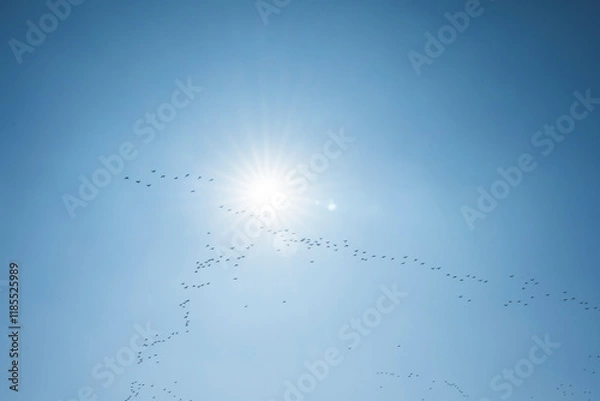 Obraz 철새의 이동