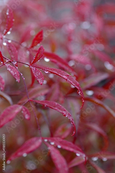 Obraz red leaf with water drops