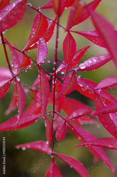Obraz water drops on red leaf