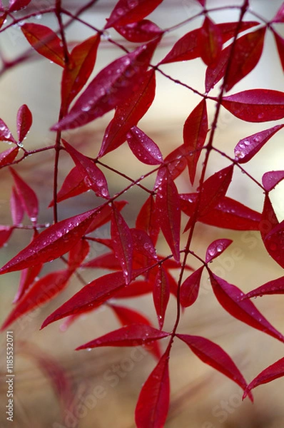 Obraz red autumn leaves