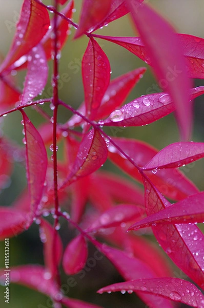 Obraz water drops on red leaf