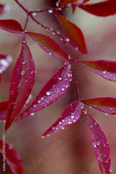 Obraz red leaf with drops