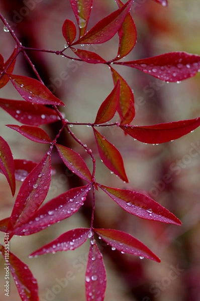 Obraz red leaves with dew drops