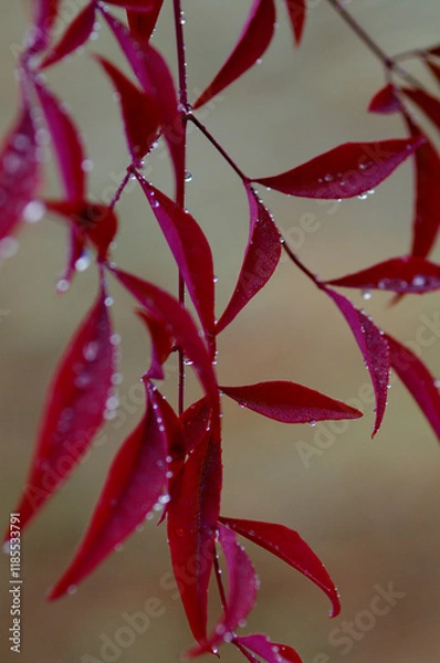 Obraz red and yellow leaves