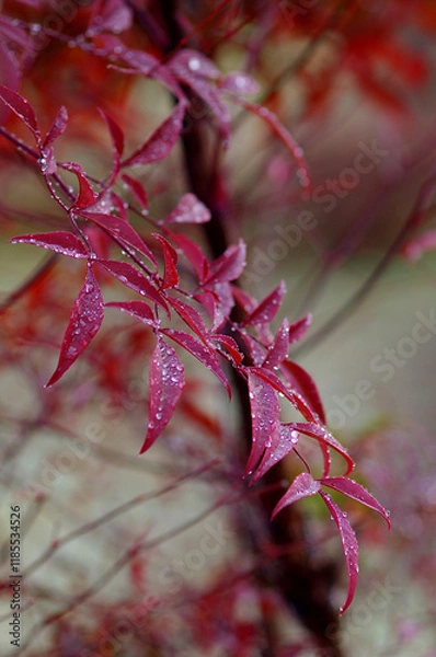 Obraz red autumn leaves