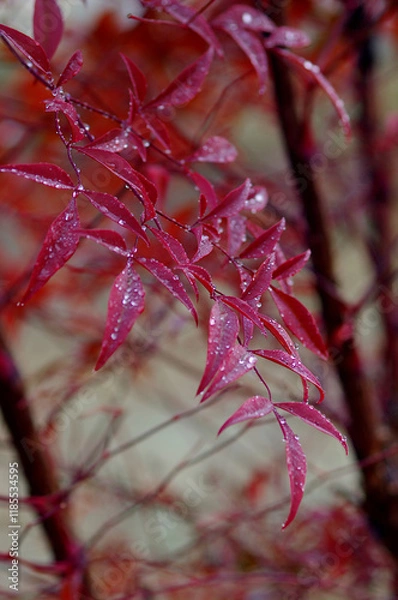 Obraz red autumn leaves