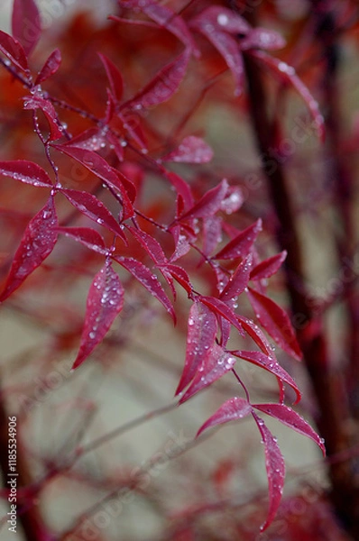 Obraz red autumn leaves