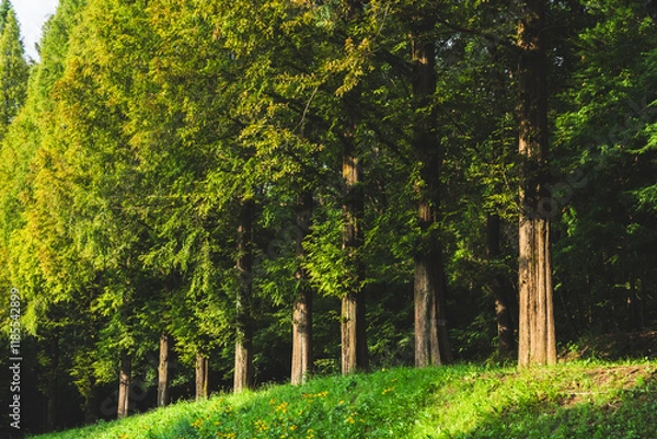 Obraz 커다란 나무가 있는 숲