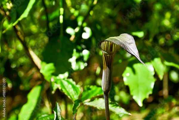 Obraz 山に自生するマムシグサ