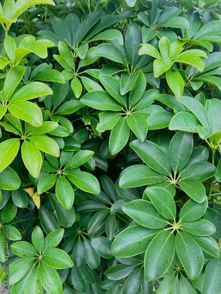 Obraz green leaves background