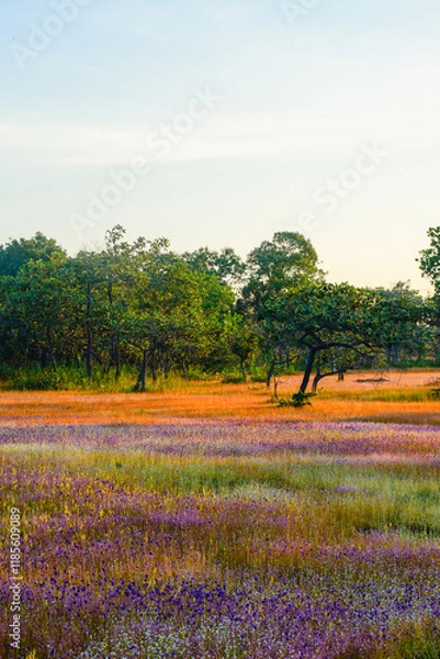 Fototapeta A vibrant meadow in full bloom, showcasing a stunning array of purple and yellow wildflowers under the soft light of dawn. Showcasing Nature's Vibrant Colors and Tranquility.
