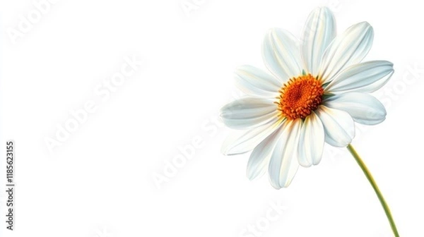 Fototapeta Vibrant Painted Daisy Flower on White Background with Soft Petals and Bright Center Symbolizing Freshness and Natural Beauty