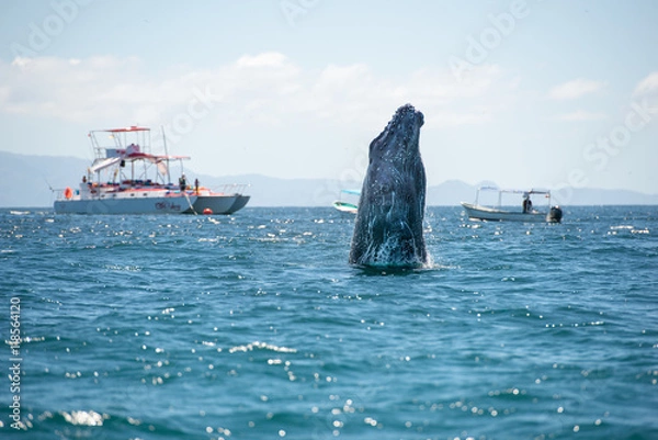 Obraz Whale human watching