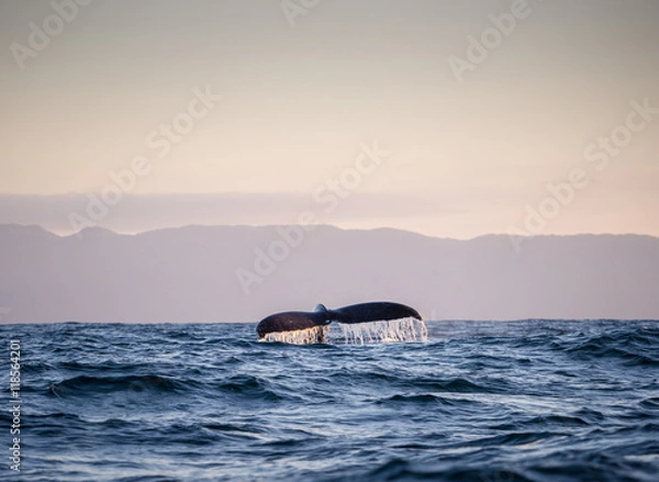 Obraz Whale tail 3