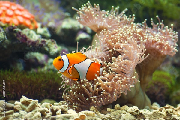 Fototapeta close up of clown fish and soft corals darting amongst the stinging tentacles of the sea anemone