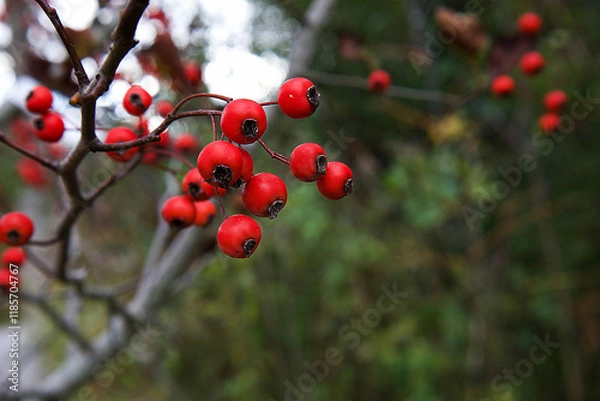 Fototapeta red berries on a branch