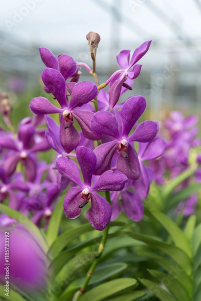 Obraz Pink Vanda orchids in full bloom, set against a blurred foliage backdrop creating a beautiful bokeh effect. The vibrant scene highlights the elegance and exotic beauty of this tropical flower.