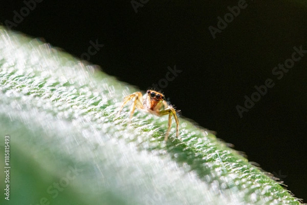 Obraz 緑の葉の上にいる蜘蛛のクローズアップ