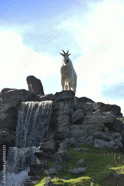 Fototapeta Mountain goat 