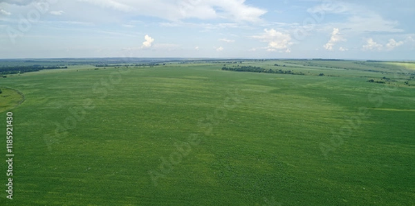 Fototapeta Large field of green grass with a few trees in the background