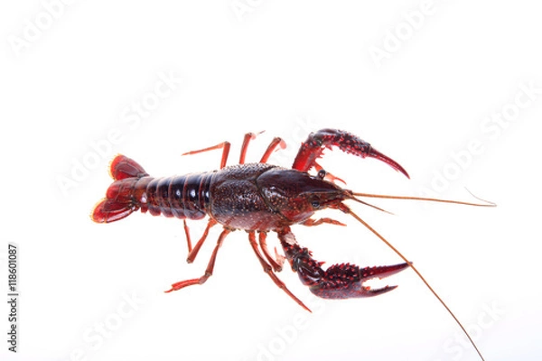 Fototapeta Crawfish, white background, close-up
