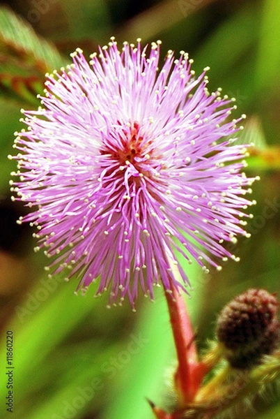 Obraz Pink Pin Flower