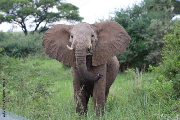 Fototapeta Male african elephant angry walking towards the camera flapping its ears and trunk amidst the bushlands of Murchison Falls National Park in uganda
