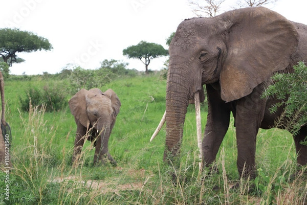 Fototapeta Young african elephant calf is eating leafs and grass accompanied by the matriarch of the group who has very long tusks
