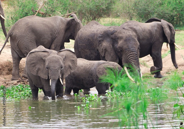 Fototapeta A group of african elephants including young elephants drinking water from Nile River in Murchison Falls National Park in Uganda. One small elephants looking at the camera. 