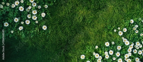 Fototapeta Summer meadow abundant with white daisies A beautiful field of green grass and daisies is shown from a top down perspective creating a natural backdrop Top view with copy space