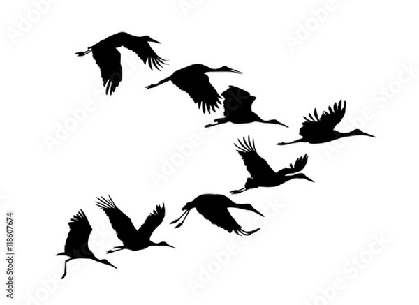 Obraz Storks flock. Vector silhouette
