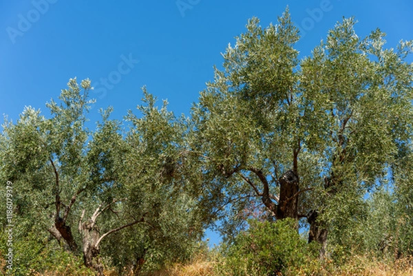 Obraz View of the sea, mountains, rocks, beaches, islands and the sky from different sides of the Skopelos island Greece.
