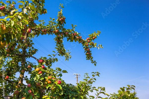 Obraz Idyllic countryside travel view detail / Branches of apple tree with ripe fruits near old telegraph pole of railway line and blue sky copy space