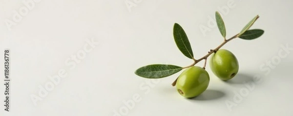 Fototapeta Single stem with attached leaf on a plain background, olive leaves, stem