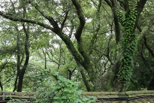 Fototapeta 제주숲