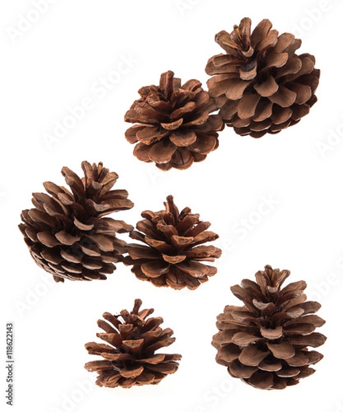 Fototapeta Set of coniferous tree cones isolated on white