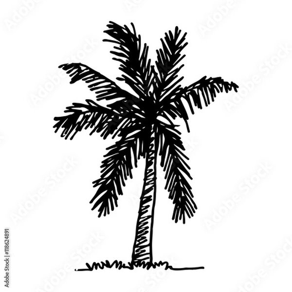 Obraz doodle coconut tree icon hand draw illustration design