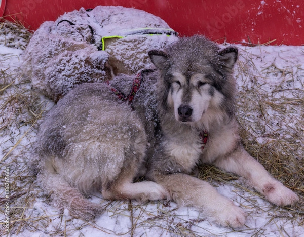 Fototapeta A serene image capturing a snow-dusted husky sleeping curled up on the ground, surrounded by hay and circular sleds, conveying a sense of calm and warmth amidst winter's chill.