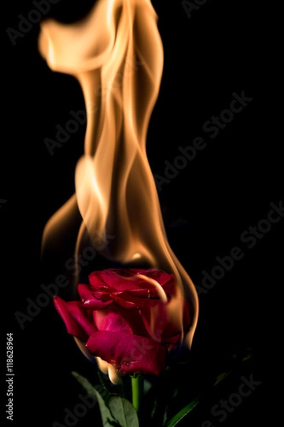 Obraz rose on fire