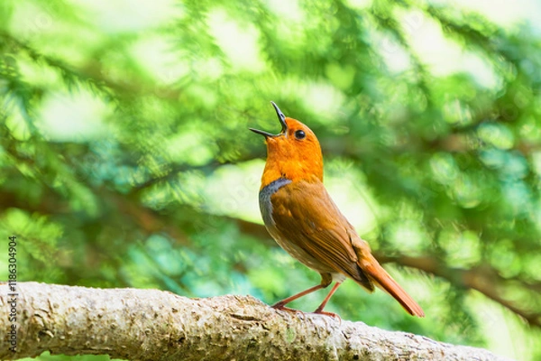 Fototapeta さえずるコマドリ